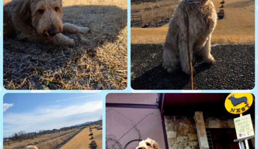 ゴールデン・デューデュールの翔平君とニーナの大興奮のお散歩と🐾🐾