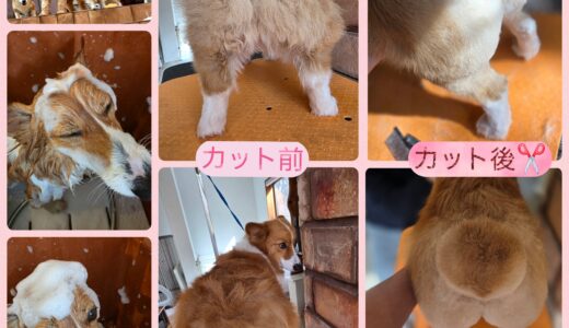 コーギーのももちゃんのトリミング🧴✂️🐶