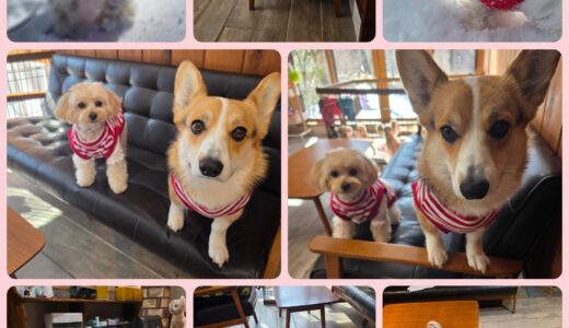 マルプーの夢ちゃんとニーナとの素敵な成長過程☃️🎀🐶🐶🎀☃️