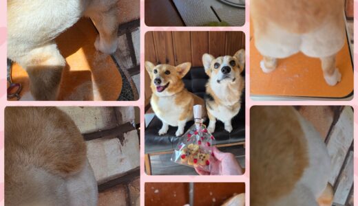 コーギーのペコちゃんのトリミングと最高のペコ食パンの完成～💕🍞🐶
