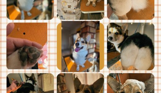 コーギーのロイ君のトリミングと、まあるい・あんこ・ロイ食パンの完成🐶🍞🎩