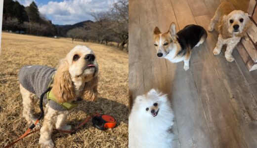 ７ヵ月のコッカスパニエルのゆず君・生まれて初めての連泊お泊まり開始🐶🏡🤭