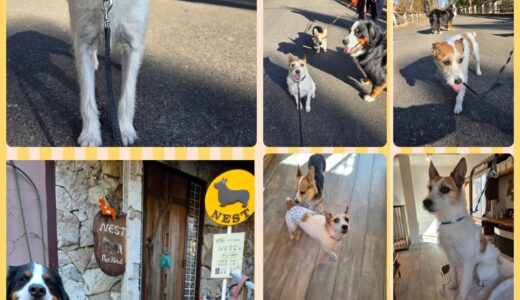 ジャックラッセル・テリアのジャック君とNestワンコとの交流🐶🐶🐶