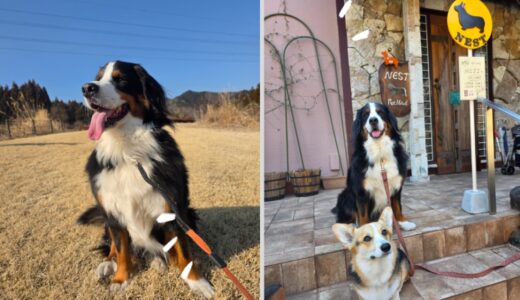 バーニーズマウンテンの女の子・ミルキーちゃんとイベントを大いに楽しむ🌳🚂🐶🐶🐶🌳