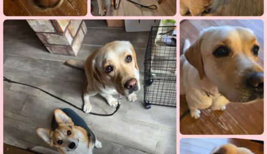 ラブラドールのリリちゃんのトリミング🎀🐶🧴🛁