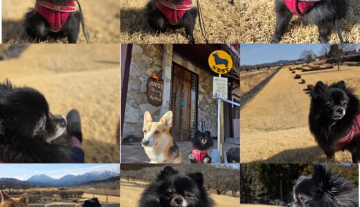 ポメラニアンのくうちゃんとナナからの繋がりとご縁と～🌼🌼