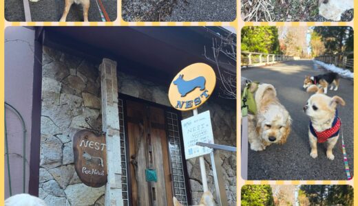 Nestリピーター・アメリカンコッカ・7ヵ月のゆず君・ニーナと意気投合のお散歩と🌳🐶🐶🌳🐾🐾