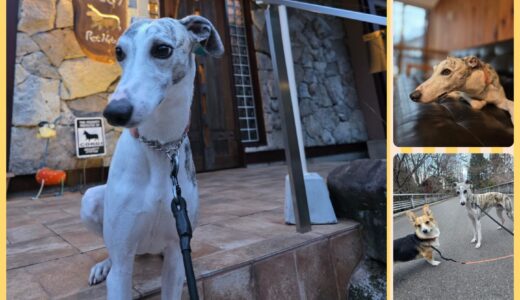 珍しい犬種・3歳のウイペット・ベルリッチジュリエッタ君のお預り👔🐶✨