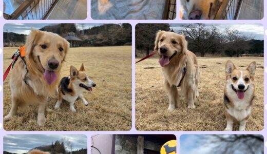 ３歳のゴールデンレトリバー・りあむ君の癒やしとニーナに夢中のお預り🐶🎖️🤭