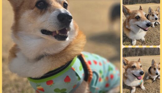 コーギー仲間の勘太君・Nest及びペットホテル・初めてお泊まり🌳🏡🐶🌳