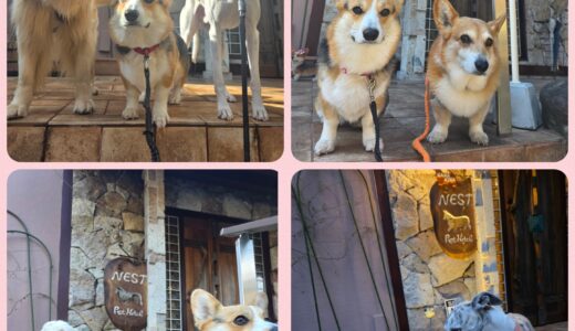 多種多くのワンコとの触れ合いと～🌳🐶🐶🐶🐶🌳