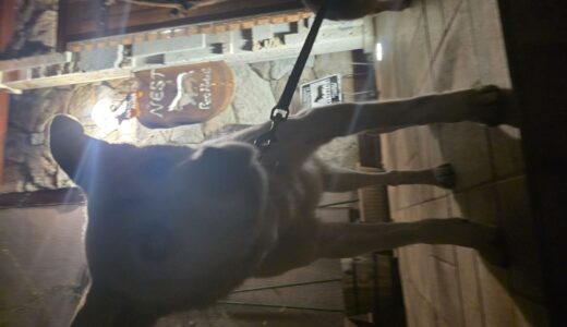 12歳のミックス犬のウイル君の連泊お泊まり開始🌿🌿🌿