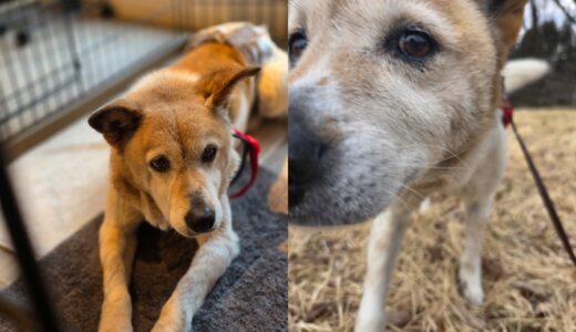12歳のミックス犬のウイル君の連泊お泊まり開始🌿🌿🌿