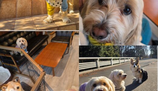 Nestリピーター・マルプーのげん君＆ダップーのめぐちゃんの素敵なお洒落感👔🎖️👗