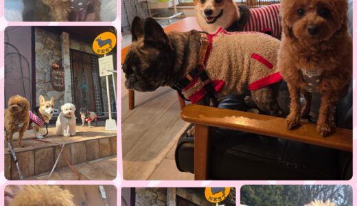 遠方からようこそ～トイプードル・おあげちゃん・初めての日光旅行🚗🐶🌳