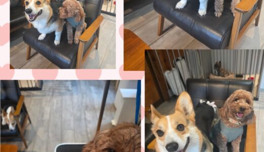 トイプードルのリズちゃんのトリミングとニーナとの仲良しコンビ🎀🐶🐶🎀