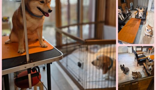 柴犬のさくらちゃんのトリミングと、Nestワンコとの交流と～🌼🐶🐶🐶🐶🌼