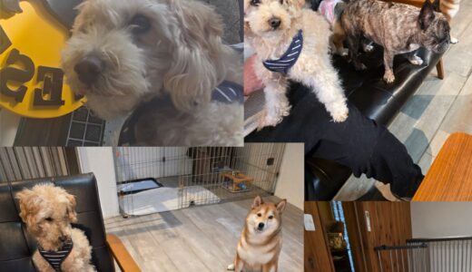 遠方三重県からようこそ～🚗トイプードルの大和君の訪問🐶