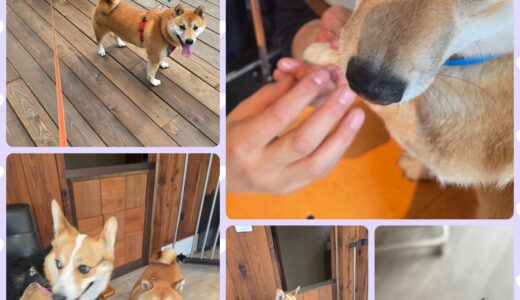柴犬の鼓太郎君のグルーミングとニーナ含めた家族同士のの交流と🌼🐶🐶🌼