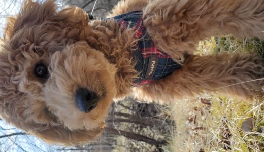 ワンコの預かりで大切な事。