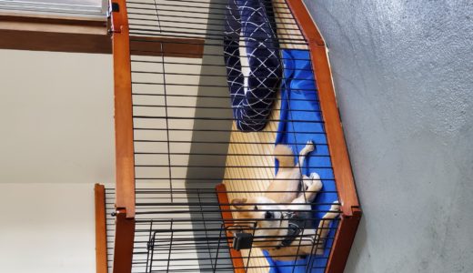 NEST滞在のワンコの様子。