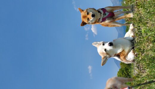 お泊りのワンコ・アンちゃん(柴犬)日光ミドリ公園を楽しむ！美人立ち耳・勢ぞろい