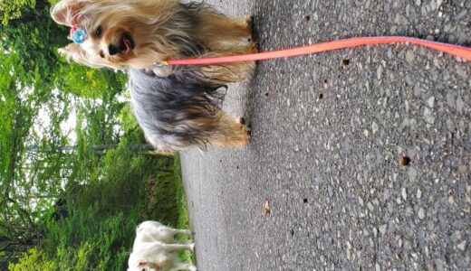 ヨークシャー・テリアのミミちゃん・大型犬と散歩する🐾🐾