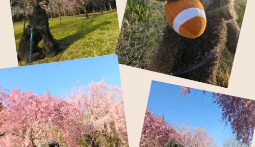 最高の春うらら・日光・満開の桜を鑑賞する梅ちゃん🌸