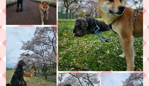柴犬の鼓太郎君と梅ちゃんと桜トンネルを歩く🌸🌸🐾🐾🌸🌸