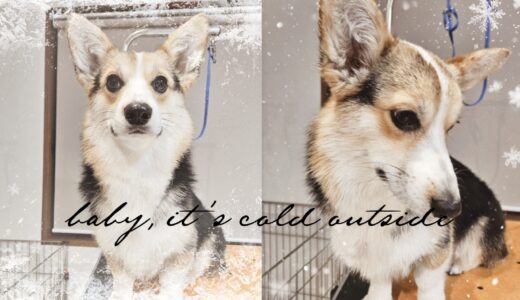 Nest二代目ニーナ定期的なシャンプー🎀🐶🎀