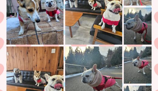 フレンチブルのネネちゃんとNestワンコとのふれ合い🏡🐶🐶🐶