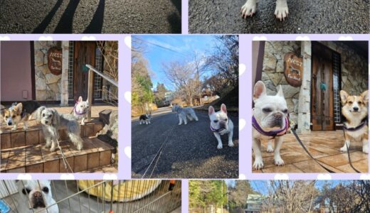 フレンチブルのこまちちゃん・ニーナと春の兆しと共に高原を散歩する🐾🐾