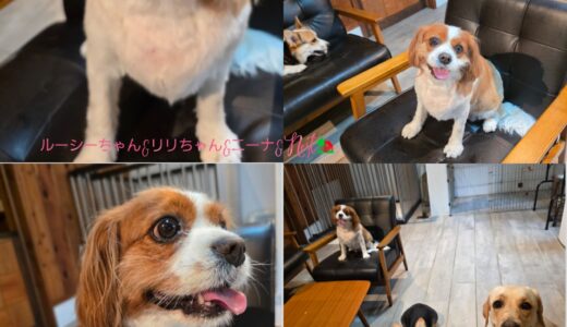 キャバリアのルーシーちゃんの理想的な預かり方～🎀🐶🎀