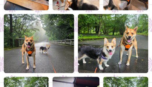 ミックス犬のダギー君・本日より初めての連泊お泊まり体験開始～🌳🏡🐶🌳