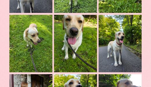 リピーターのラブラドールのりりちゃんの連泊お泊まり開始🐶🏡