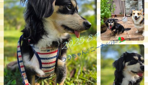 チワックスのララちゃんのNest再訪とニーナとの再会🌿🌿🌿