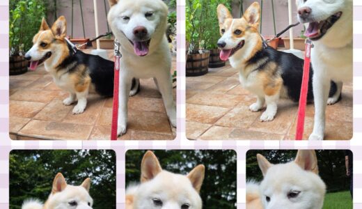 13歳の白柴のシロ君・Nestお泊まり🐶🏡