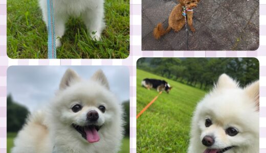 連泊中・9歳のポメラニアンのマルちゃん・Nest模範生🥇👑🥇