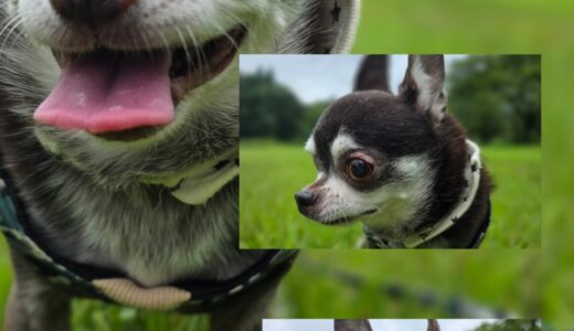 １６歳のチワワのうたこちゃんのお泊まりと私の願い🎀🐶🎀