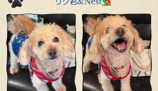 チワワとトイプードルのミックス犬・リク君のNestとのご縁✨🐶✨