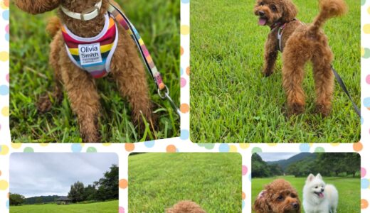 連泊中のトイプードルのルルちゃんのサマー合宿での大きな成長🌳🏕️🐶🌳