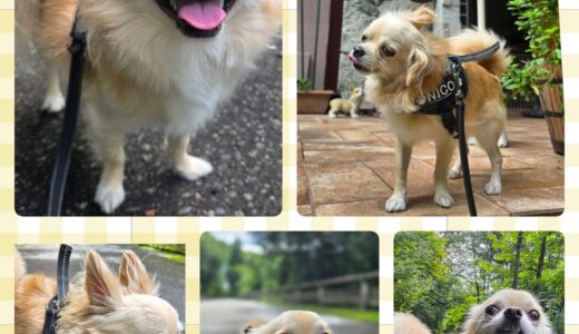 チワワのニコちゃんとNestとのご縁と嬉しい出来事🤗✨🤗