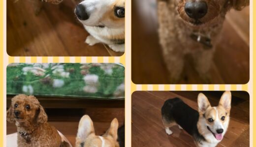 連泊中のトイプードルのもこちゃんの安心したお預かり方法🏡🐶