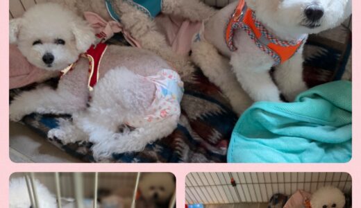 全員14歳・3匹のトイプードルのお預かり🐶🐶🐶