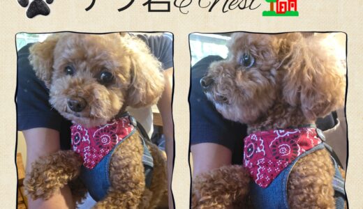 トイプードルのナツ君・遠方からようこそ～🚗🐶