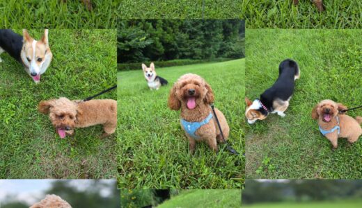 トイプードルのぽん太君・ニーナと仲良く高原を散策する🌳🐶🐶🌳