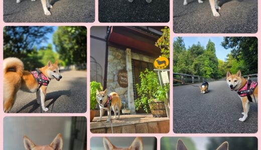 柴犬のこなつちゃん・優秀さに感心する🥇🐶🥇😍