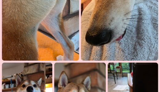 柴犬のさくらちゃんのトリミング🎀🐶🎀