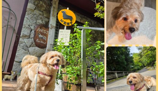 ハーバーズのマロ君・初めての犬種のお預かり😍🐶