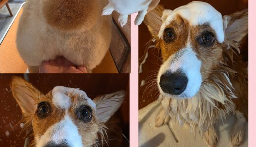 コーギー仲間のももちゃんのトリミングとシュークリムの尻尾✨🍞✨